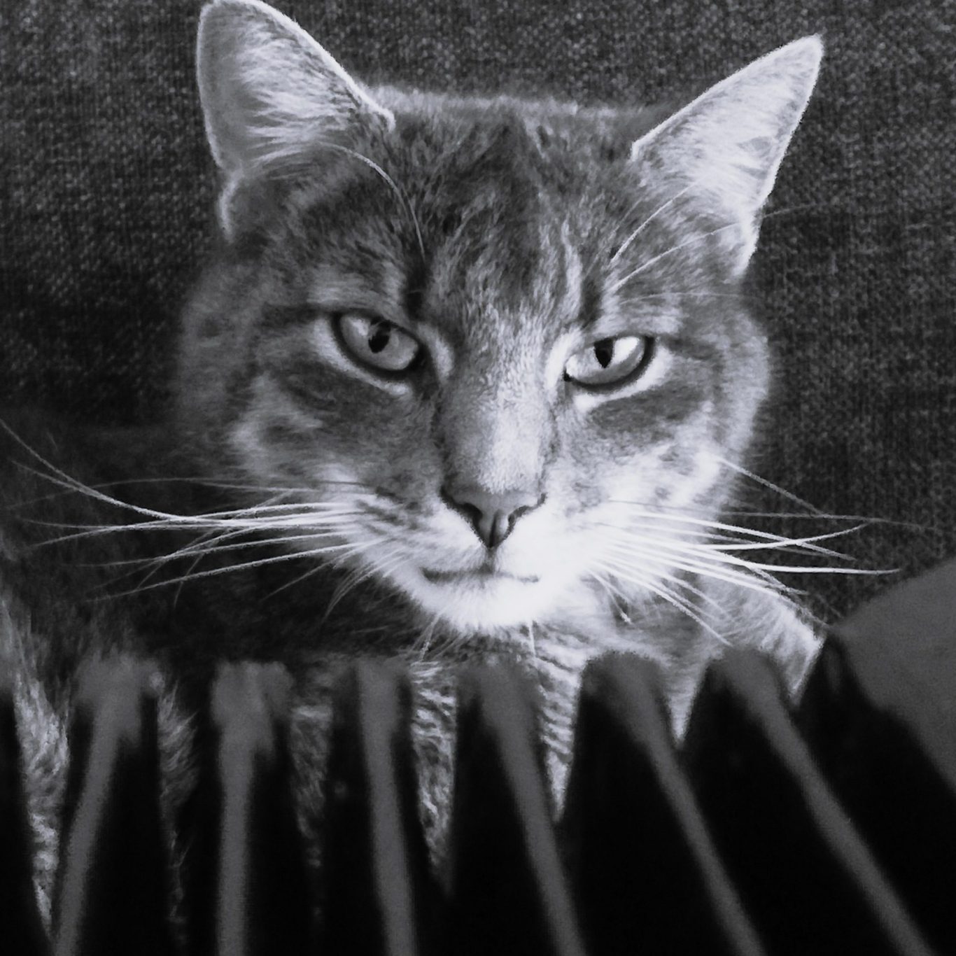 Katzenmusik